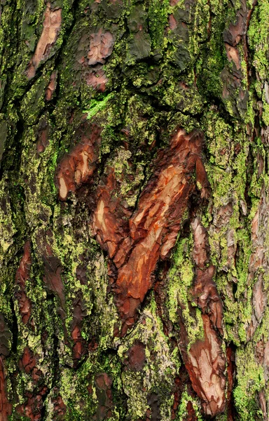 오래 된 나무 껍질 아름 다운 화려한 무늬와 질감 — 스톡 사진