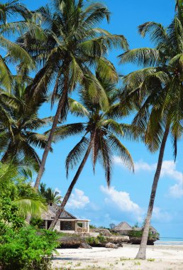 Zanzibar plajda palmiye ağaçları
