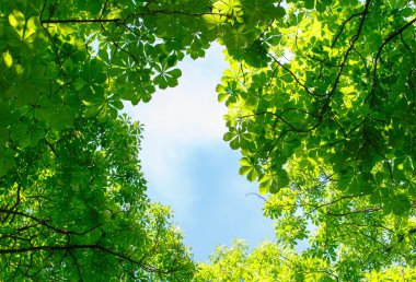 Mavi gökyüzünde yeşil yapraklar