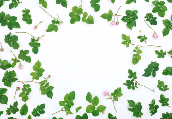 Quadro de folhas frescas e botões de rosas — Fotografia de Stock