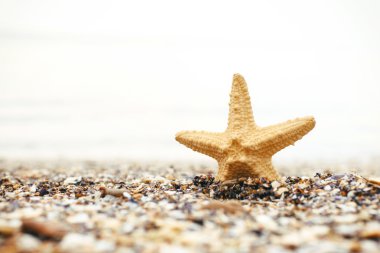 Sahilde deniz yıldızı yakın çekim