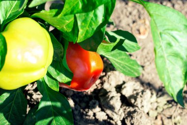 Sebze bahçesinde sarı ve kırmızı biber
