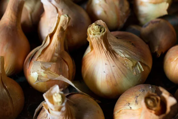 Fresh onion bulbs close up — Stock Photo, Image