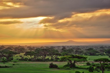 Afrika savana Amboseli Ulusal Parkı'nda