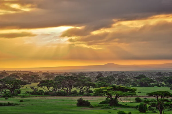 Savane africaine dans le parc national d'Amboseli — Photo