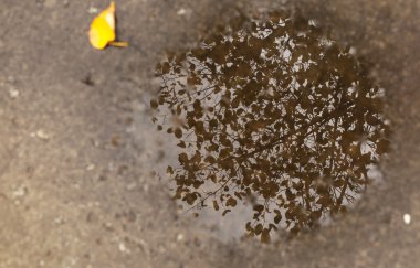 Yansıma asfalt üzerinde bir su birikintisi içinde sonbahar ağaç