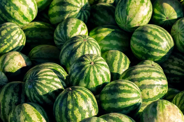 Birçok büyük karpuz portre