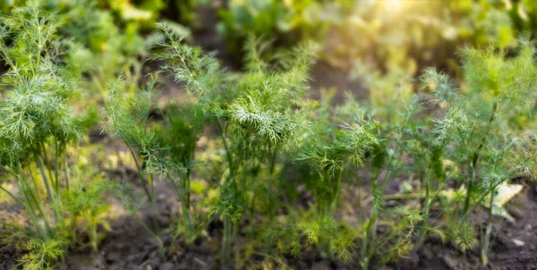 Zblízka Kopr Lůžek Pěstování Kopců Plantáž Zeleninové Zahradě Zemědělství Pozadí — Stock fotografie