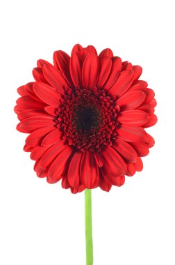 Güzel çiçek kırmızı gerbera