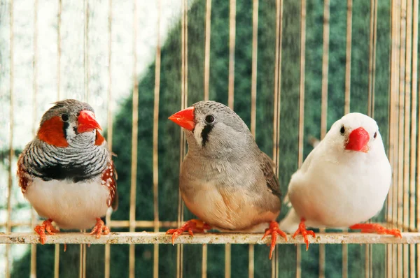 Tre canarini diversi — Foto Stock