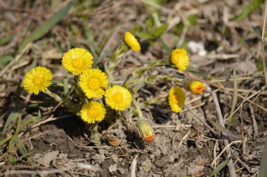 Çaylak. İlk çiçekler. Bahar. Anne ve üvey anne.