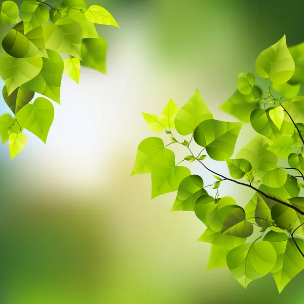 Feuilles et branches — Image vectorielle