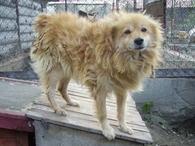 Kırmızı Köpek.