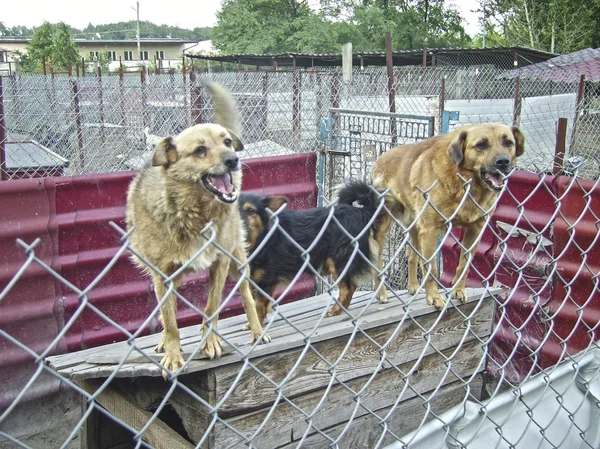 Σκυλιά σε ένα καταφύγιο — Φωτογραφία Αρχείου