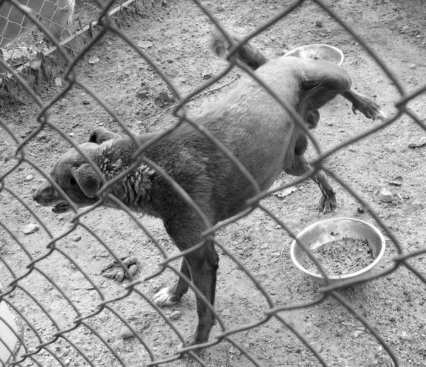 Dog from a shelter — Stock Photo, Image