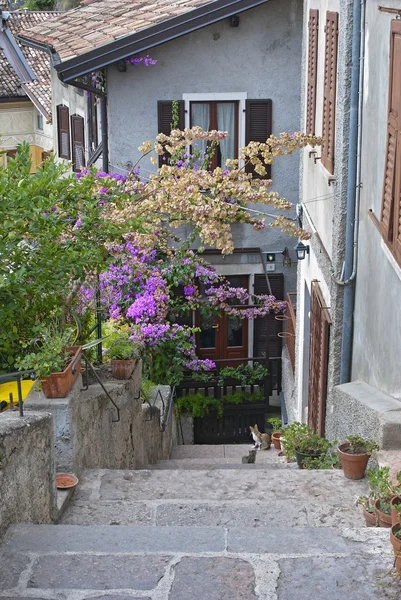 Escaleras con hermosas flores en macetas —  Fotos de Stock