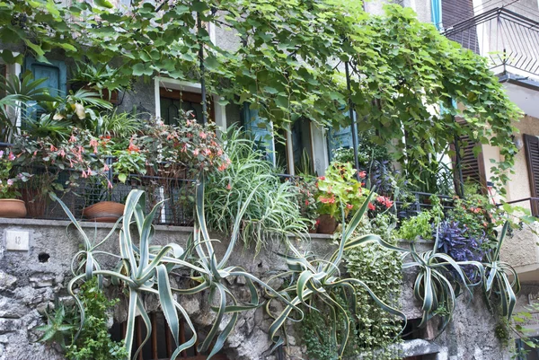 Balcón con plantas hermosas y exóticas — Foto de Stock