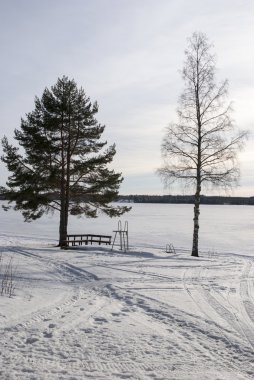 dondurulmuş deniz plaj büyüyen iki ağaç