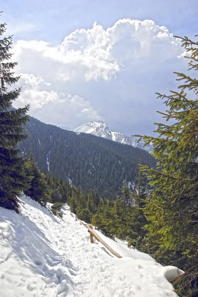 Ağaçların arasında rocky dağlarının görünümü — Stok fotoğraf