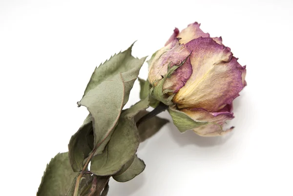 Gedroogde bloem rode roos op een witte achtergrond Stockfoto