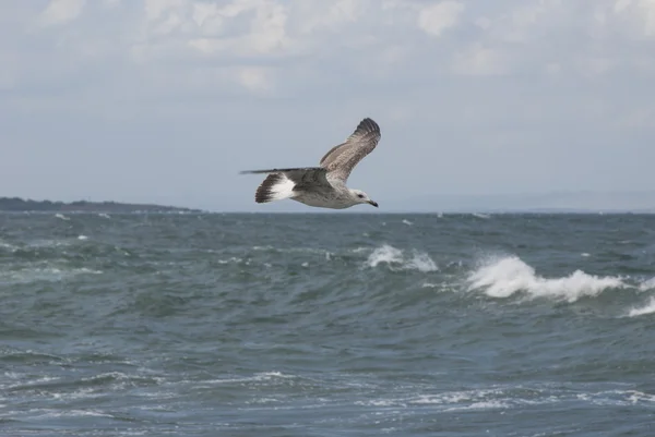 Ptak szybowanie nad wodą — Zdjęcie stockowe