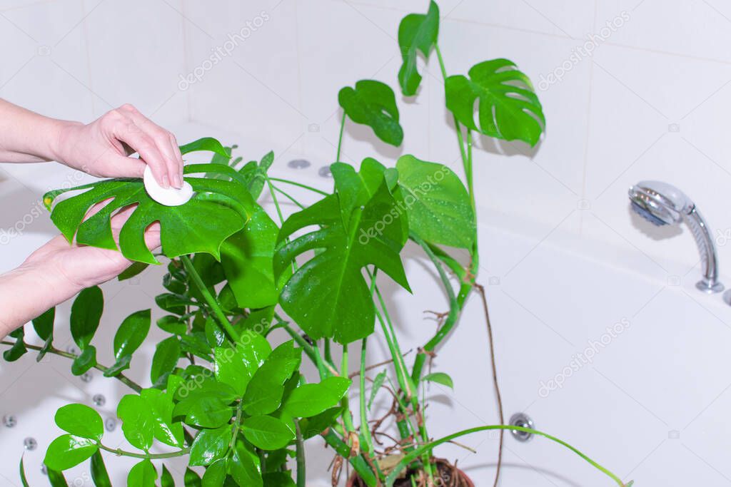 Gardening Home. Taking care of the house and clean air at home. Woman waters and washes green plants in home bath. Concept of home garden, garden room gardening, plant room, watering and plant care.