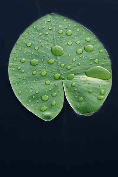 Damlacıkları üzerindeki su Lilly yaprak