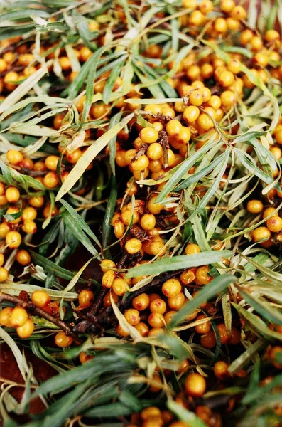Yapraklı Buckthorn üzümü