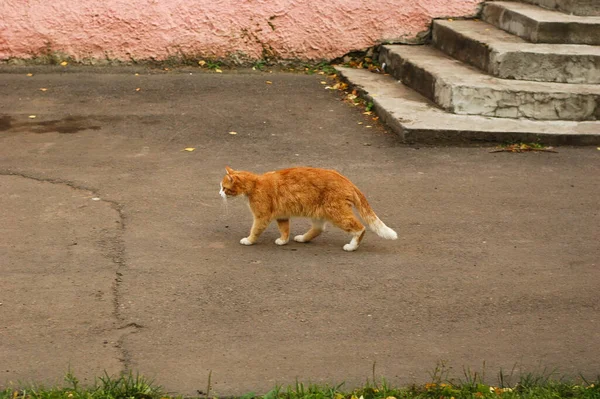 Chat Roux Marchant Dans Rue — Photo