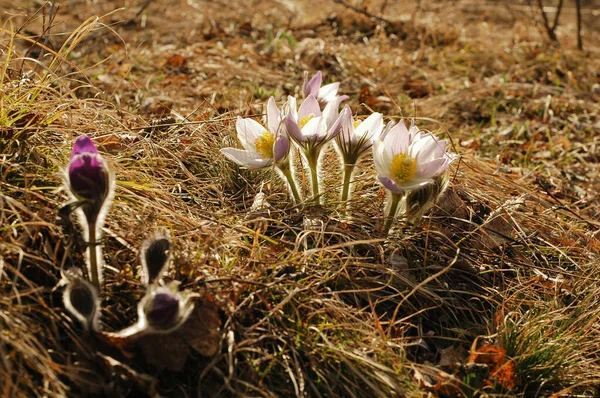 Baharda Pasqueflower, güzel bir ışıkla