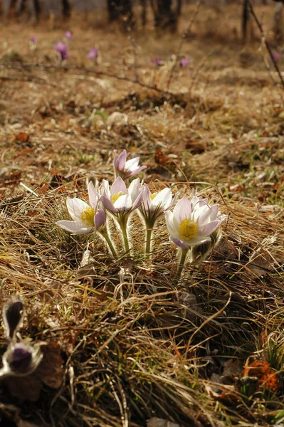 Baharda bir çayırda Pasqueflower