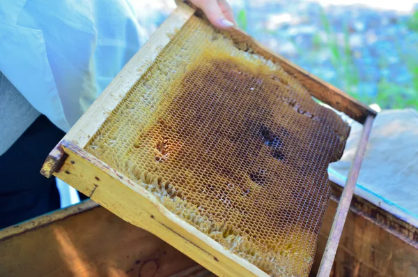 The process of honey production: honey comb from the honey