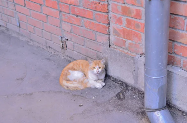 Ginger Cat Sitting Street — Stock fotografie