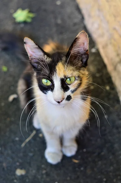 Sokaktaki kaplumbağa kabuğu kedi.