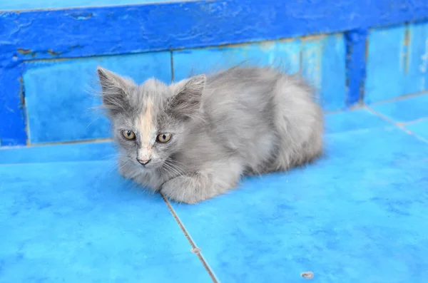 Gri kedicik mavi arka planda, sokakta yatıyor.