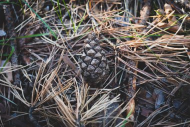 Kurumuş köknar iğnelerinin üzerinde bir sedir konisi var.