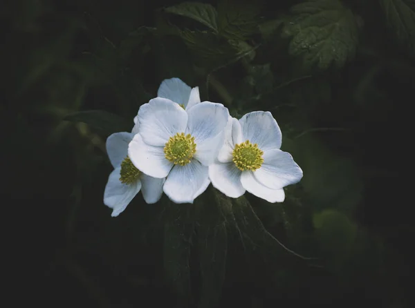 森の中で花を咲かせるイソギンチャク — ストック写真