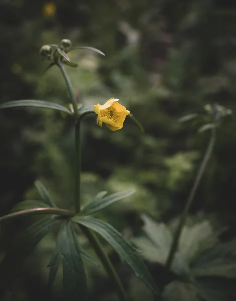 Цветок Лютика Цветет Сейчас Лесу — стоковое фото
