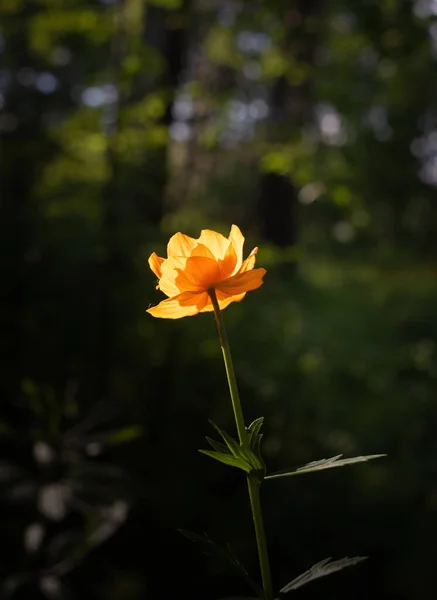 Orangefarbene Globeflower Silhouette Von Der Hellen Sonne Beleuchtet — Stockfoto