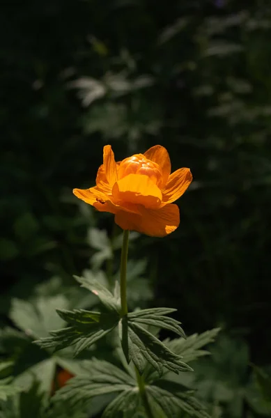 Orange Globeflower Silhouette Illuminated Bright Sun — Stock Photo, Image