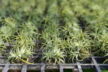 Tillandsia, Tayland 'da bir çiftlikte