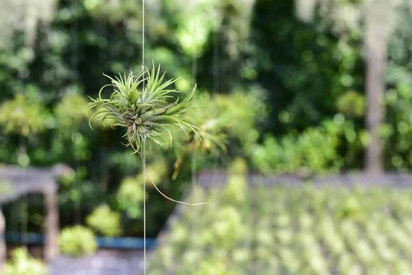 Tillandsia, Tayland 'da bir çiftlikte