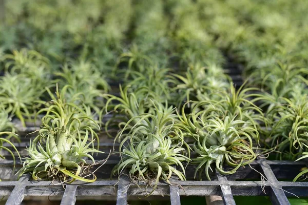 Tillandsia, Tayland 'da bir çiftlikte