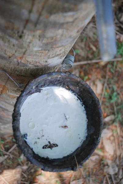 Rubber tree — Stock Photo, Image