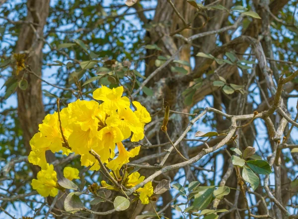 Tabebuia chrysotricha yellow flowers blossom — Stock Photo, Image