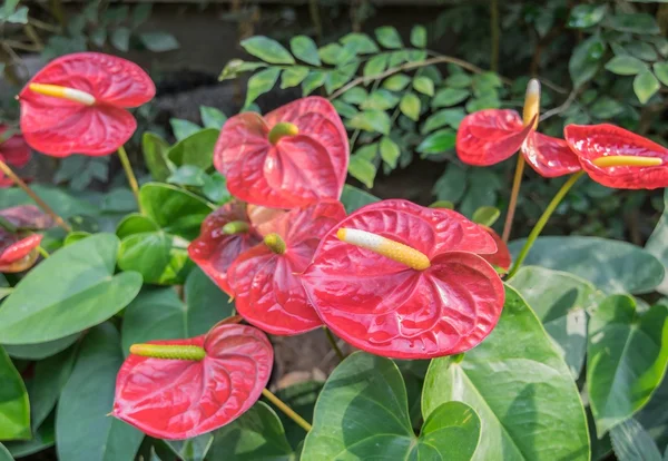 Red Spadix Flower in the garden — Stock Photo, Image