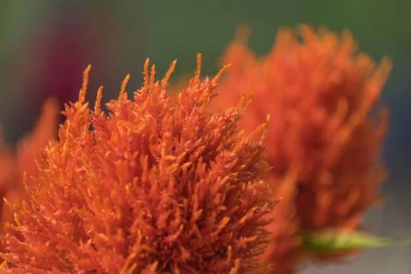 Cockscomb flowers — Stock Photo, Image