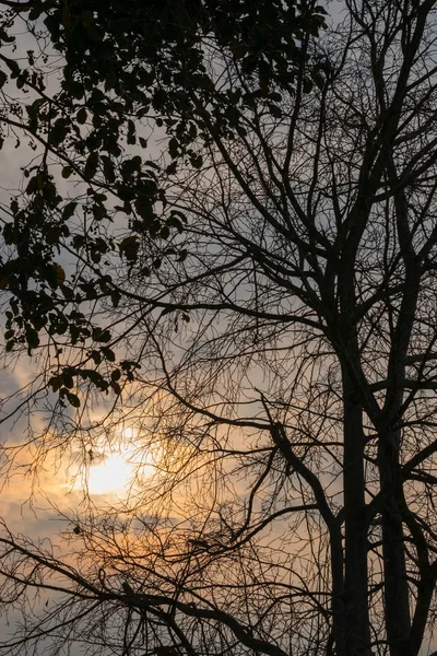Slunce zvedá daleko větev stromu — Stock fotografie