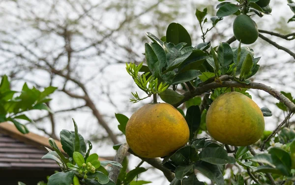Grapefruits on tree — Stock Photo, Image