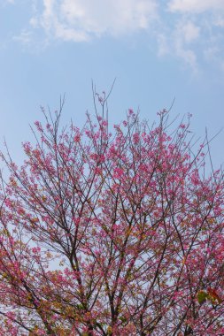 vahşi Himalaya kiraz